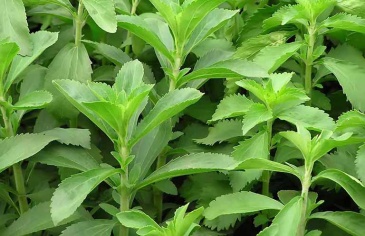 Bài thuốc trị bệnh từ cỏ ngọt